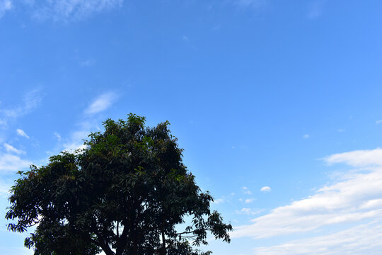 Big mango tree on bottom left of picture and beautiful blue sky with white clouds