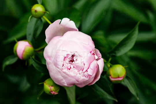 Plants - My garden paeonia and bees
