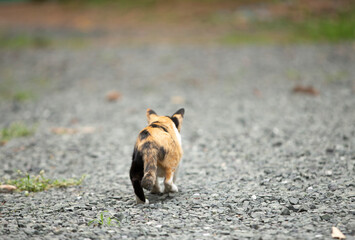 portrait of cute cat on ground