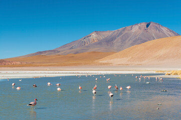 Canapa lagoon with James Flamingo colony (Phoenicoparrus jamesi), Uyuni salt flat, Bolivia.