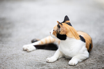 portrait of cute cat on ground