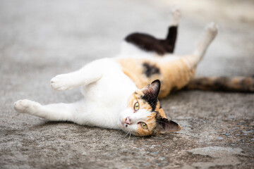 portrait of cute cat on ground