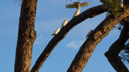 White corella parrots perching on trees in Melbourne, Australia. 