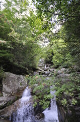 Fototapeta na wymiar 屋久島の森21