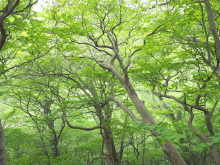 シロヤシオ咲く那須高原の森