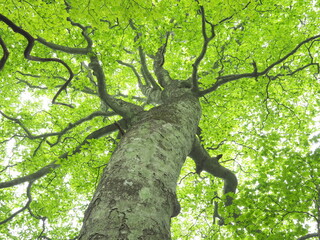 Fototapeta na wymiar ブナの大木を見上げる