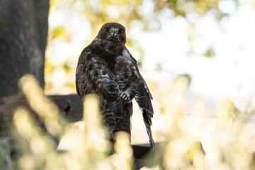 Wildlife on Ranches on Central Coast of California