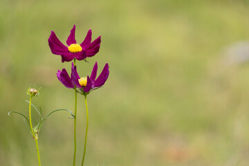 Red cosmos flowers blooming in the garden.