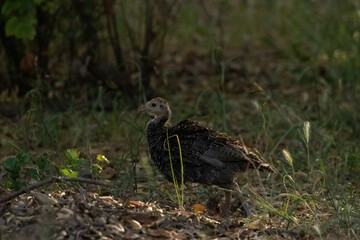 Baby Wild Turkey in Los Olivos California