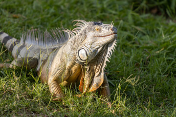 Fototapeta premium Primer plano de una iguana en la hierba