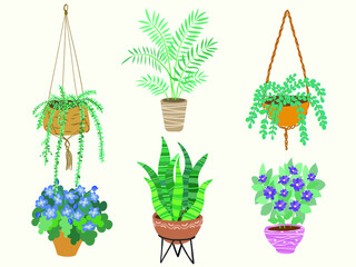 Set of indoor plants. Interior flowers in pots. Exotic home-made flowers in pots.