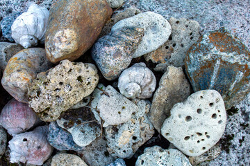 stones and shells lie on the seashore