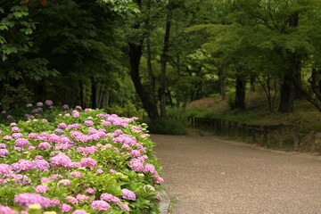Obraz premium 日本の梅雨に咲く紫陽花