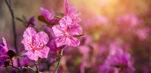 Magical spring pink flowers in the sunlight, soft focus, close-up. Cherry blossom, almond, rhododendron. Floral background, banner.