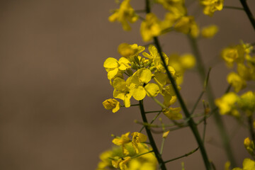 Closeup of rapeseed