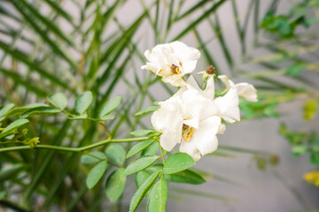 Fototapeta na wymiar beautiful white flowers in the garden