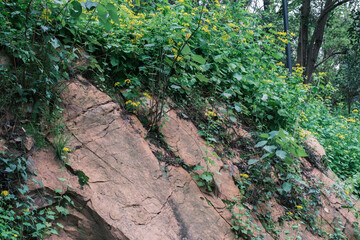 Fototapeta premium Early summer scenery of Guishan Park in Hanyang, Wuhan, Hubei, China