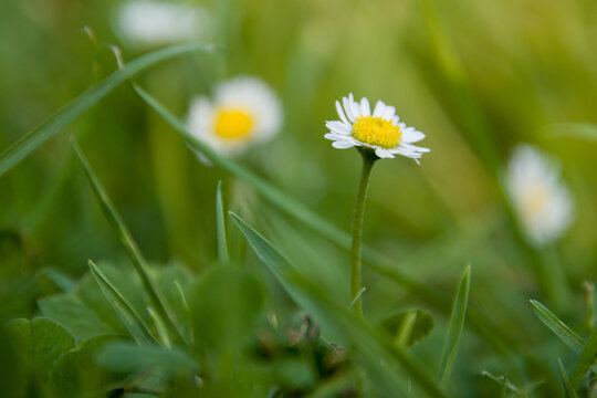 daisy in the grass