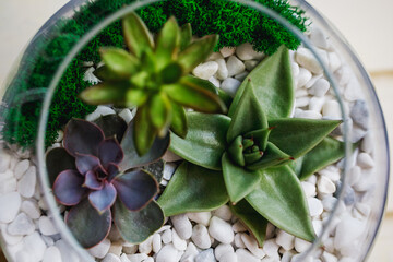 Florarium from a glass ball with succulents of different varieties and shapes. Decorative composition for the home interior.