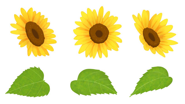 ひまわり Images Browse 45 313 Stock Photos Vectors And Video Adobe Stock