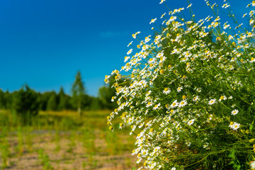 wild camomile flowers on blue sky background