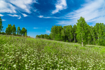 hillside wild flowers meadow, fresh forest and blue sky with white clouds, sunny summer day landscape
