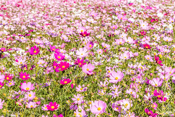 autumn cosmos flowers