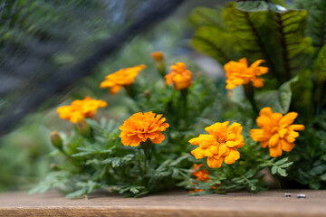 bright garden full of orange flowers on a bright summers day