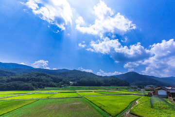 Fototapeta premium 真夏の田んぼ