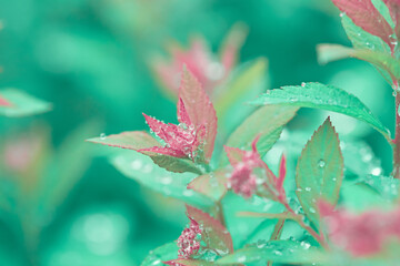 beautiful lush foliage in rain drops in a spring garden. leaves are turquoise and pink. dreamlike natural background