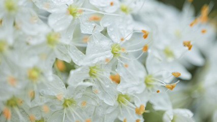 abstract natural floral background. white flowers after rain close-up. soft focus, long banner