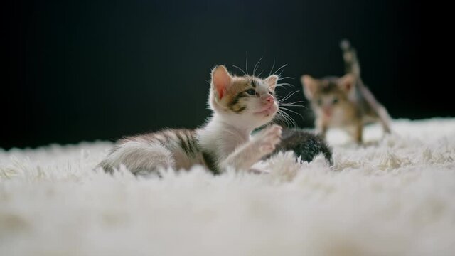 Cute kittens at 30 days old on a white carpet.