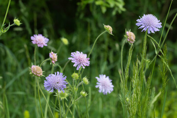 Field sacbious blossoms (Knautia arvensis) on a meadow. Focus on the blossom in the middle.