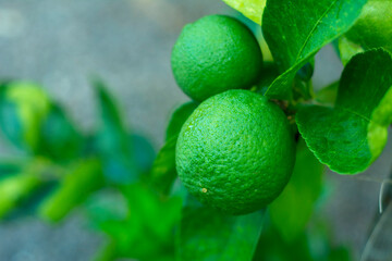 Lemons on the tree in the garden.