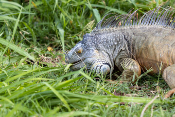 Primer plano de una iguana comiendo hierba