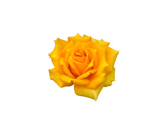 Yellow rose flower isolated on white background.