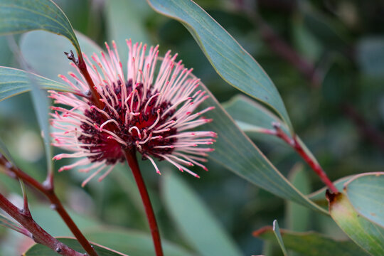 red spiky hakea flower