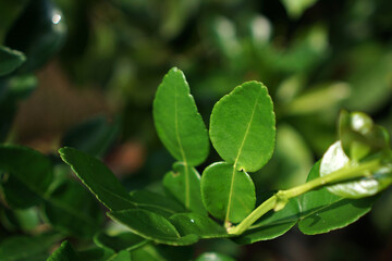 Fototapeta na wymiar Kaffir lime leaves are very suitable for Asian cuisine, such as Thai, Indonesian, Cambodian, and Lao cuisine. This leaf is recognized by its gem-green color and like two joined leaves 