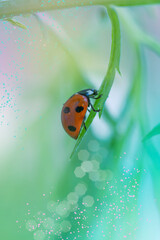 A red ladybug on a field blade of grass. Beautiful blurred natural background in tinted blue and turquoise.Selective soft focus.