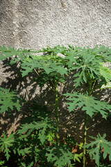 Papaya plant in the garden. Picture focus on papaya leaves               