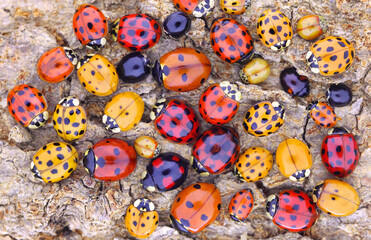 Ladybugs (ladybirds) (Coleoptera: Coccinellidae). Adults. Color biodiversity of ladybirds on green leaf - obrazy, fototapety, plakaty