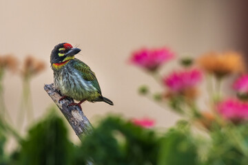 Coppersmith Barbet With colourful foreground from Chennai India
