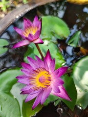 pink water lily