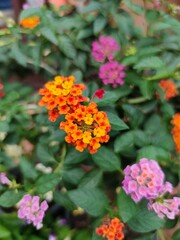 red and yellow flowers