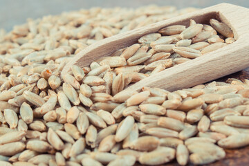 Rye grain on old rustic background. Agriculture
