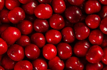 Ripe red cherries. Wet cherries as a background texture. Fresh healthy fruits from the summer garden. 