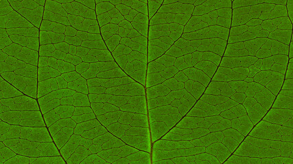 Leaf of fruit tree close-up. Deep green inverted mosaic pattern of veins and plant cells. Abstract natural background on a floral theme. Dark summer wallpaper. Macro