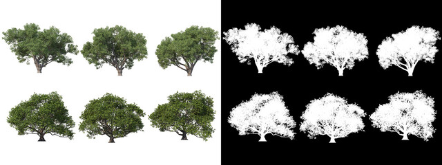 A wide variety of trees and shrubs
