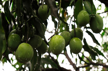 Bunch of green mango on tree. Selective focus on orange mango.