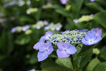 紫陽花の風景